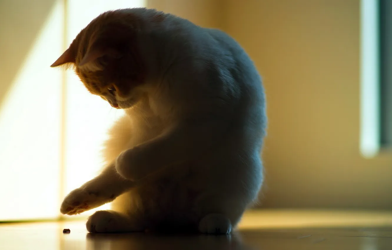 Photo wallpaper cat, light, shadow, torode