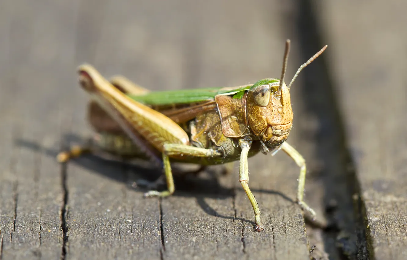 Photo wallpaper nature, insect, grasshopper
