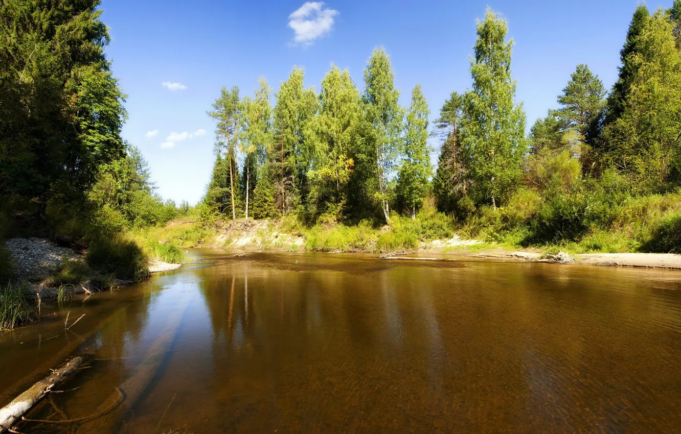 Photo wallpaper forest, trees, river, for, direction