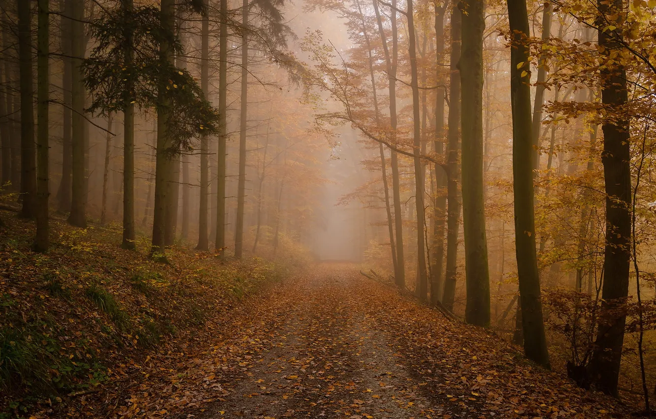 Photo wallpaper road, autumn, forest, fog