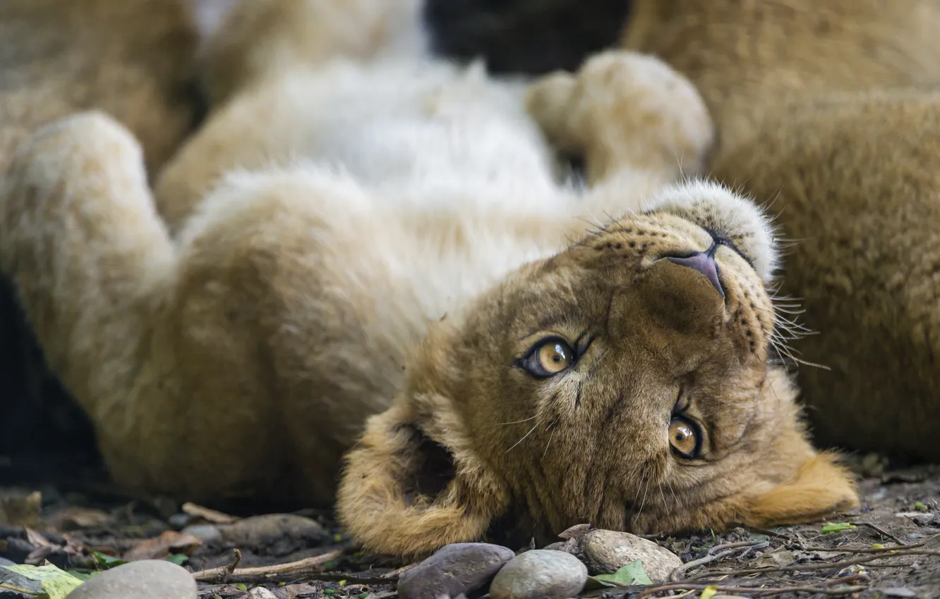 Photo wallpaper cat, look, face, Leo, cub, kitty, lion, ©Tambako The Jaguar