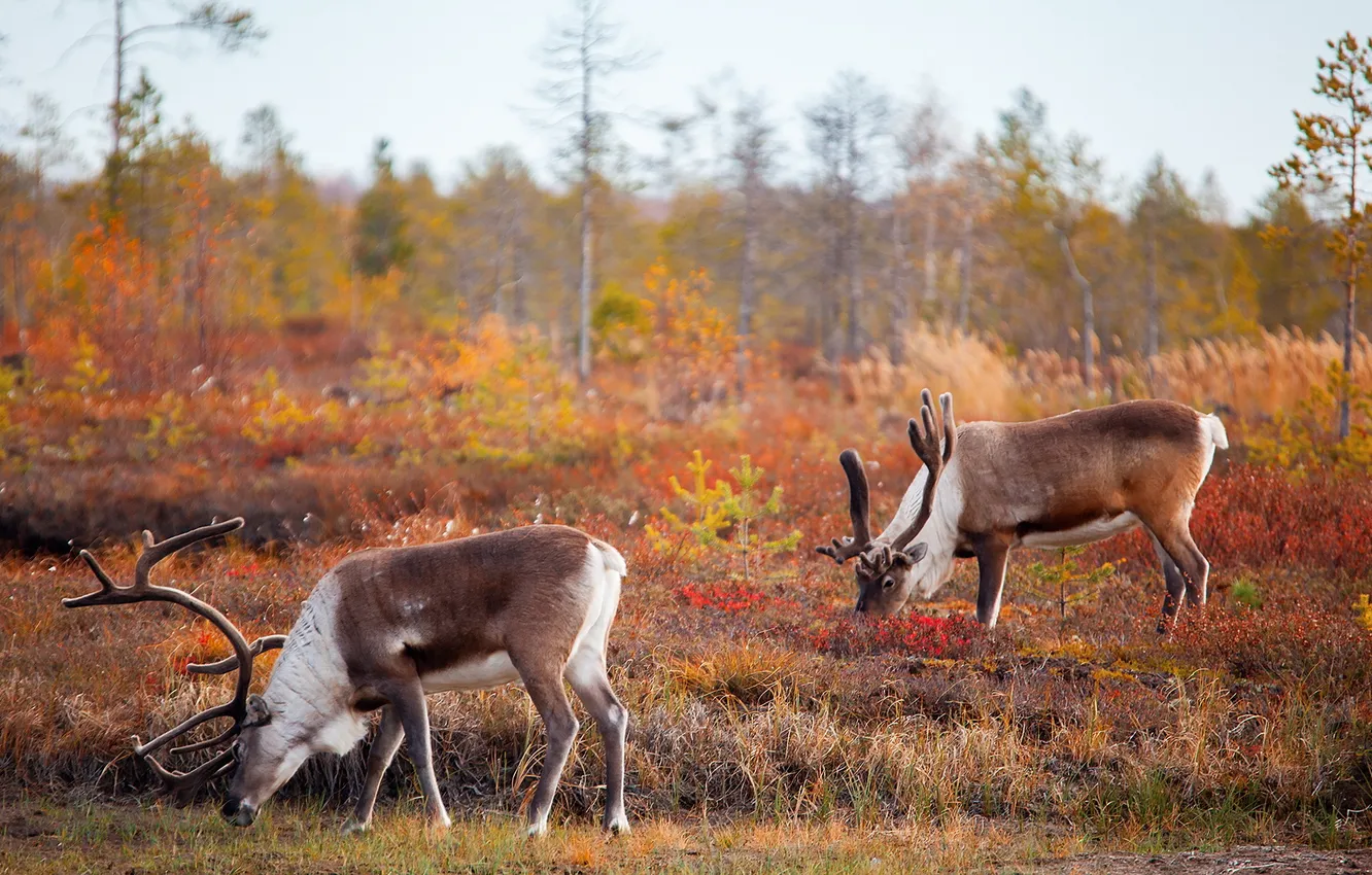 Photo wallpaper autumn, nature, deer