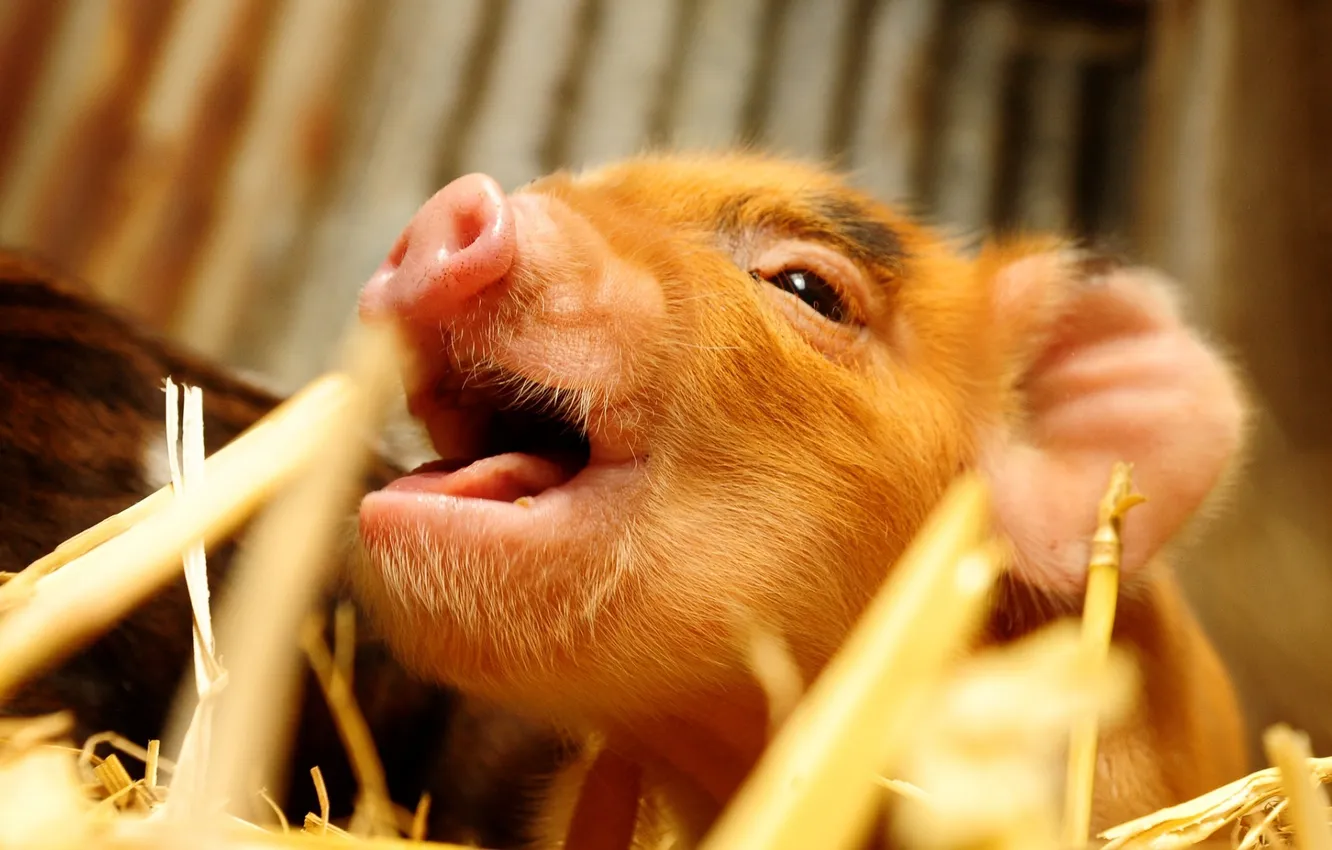 Photo wallpaper background, straw, pig