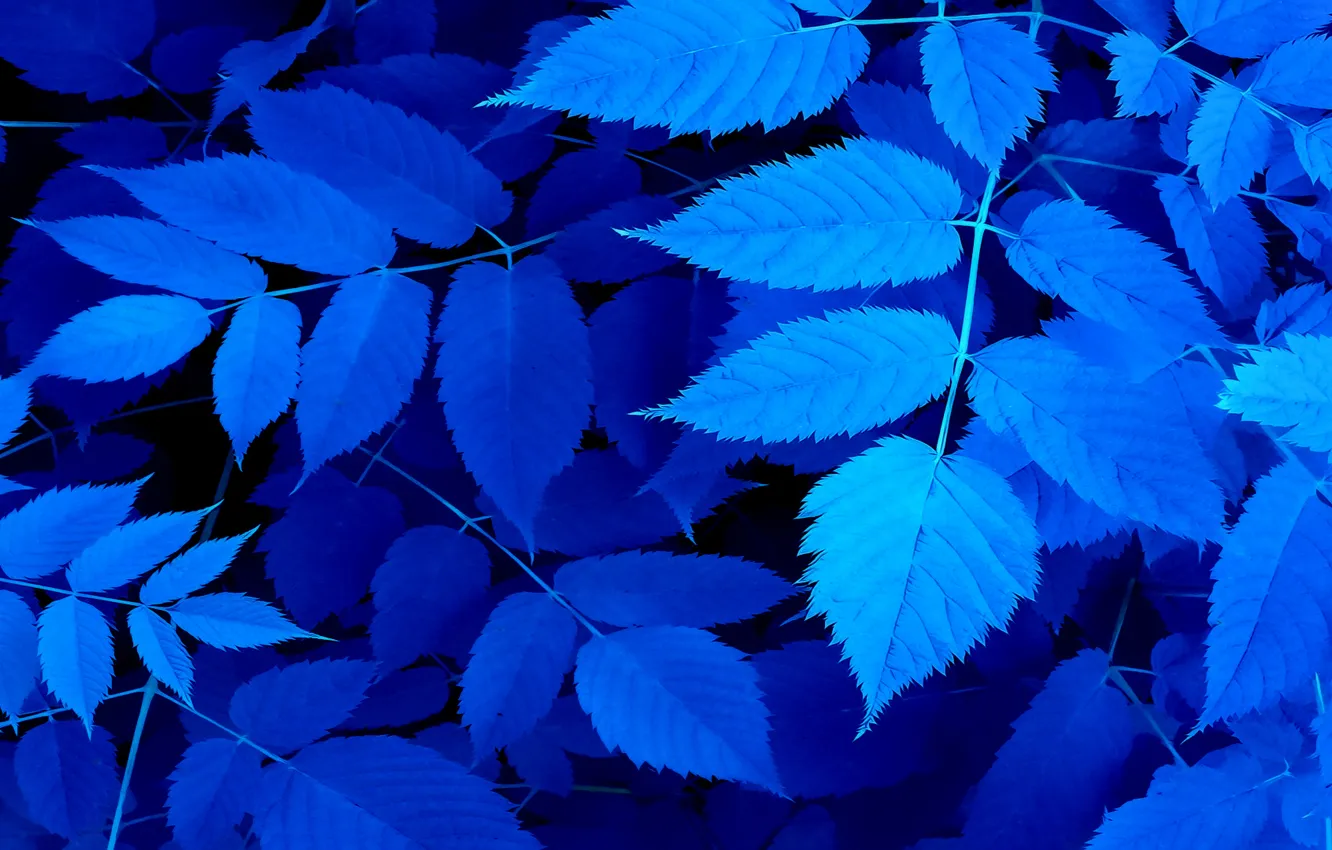 Photo wallpaper leaves, branches, nature, color