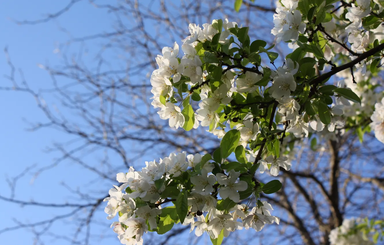 Photo wallpaper trees, nature, sprig, flowers, Apple, blue sky