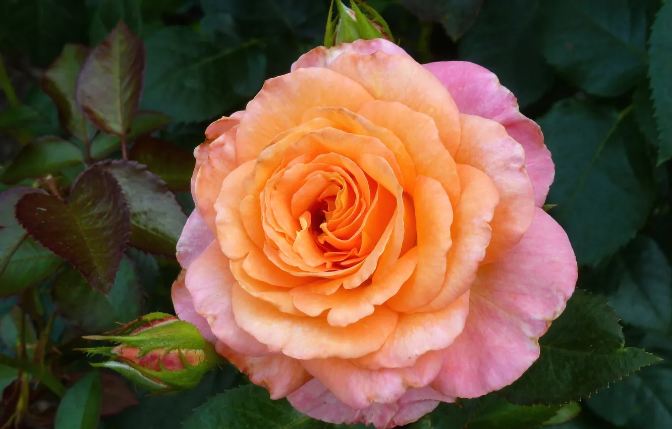 Photo wallpaper macro, roses, petals, pink