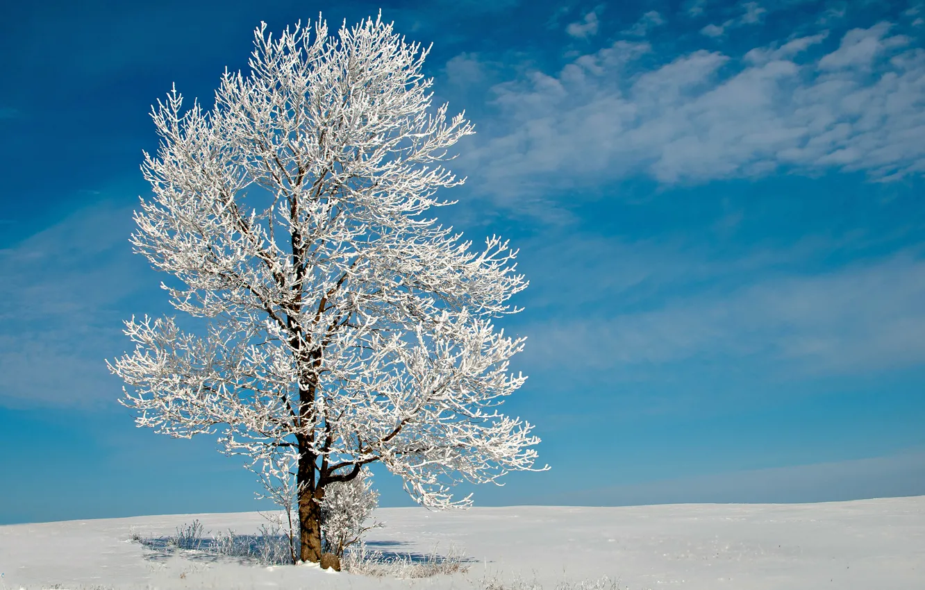 Photo wallpaper winter, field, the sky, clouds, snow, Tree, frost, lonely tree