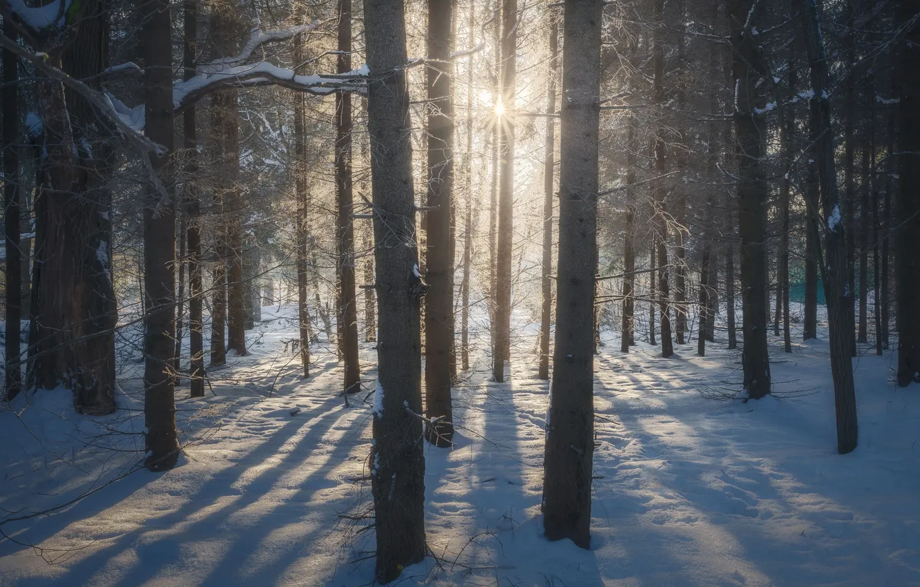 Photo wallpaper snow, landscape, sunset, in the winter forest, Dmitry Martynenko