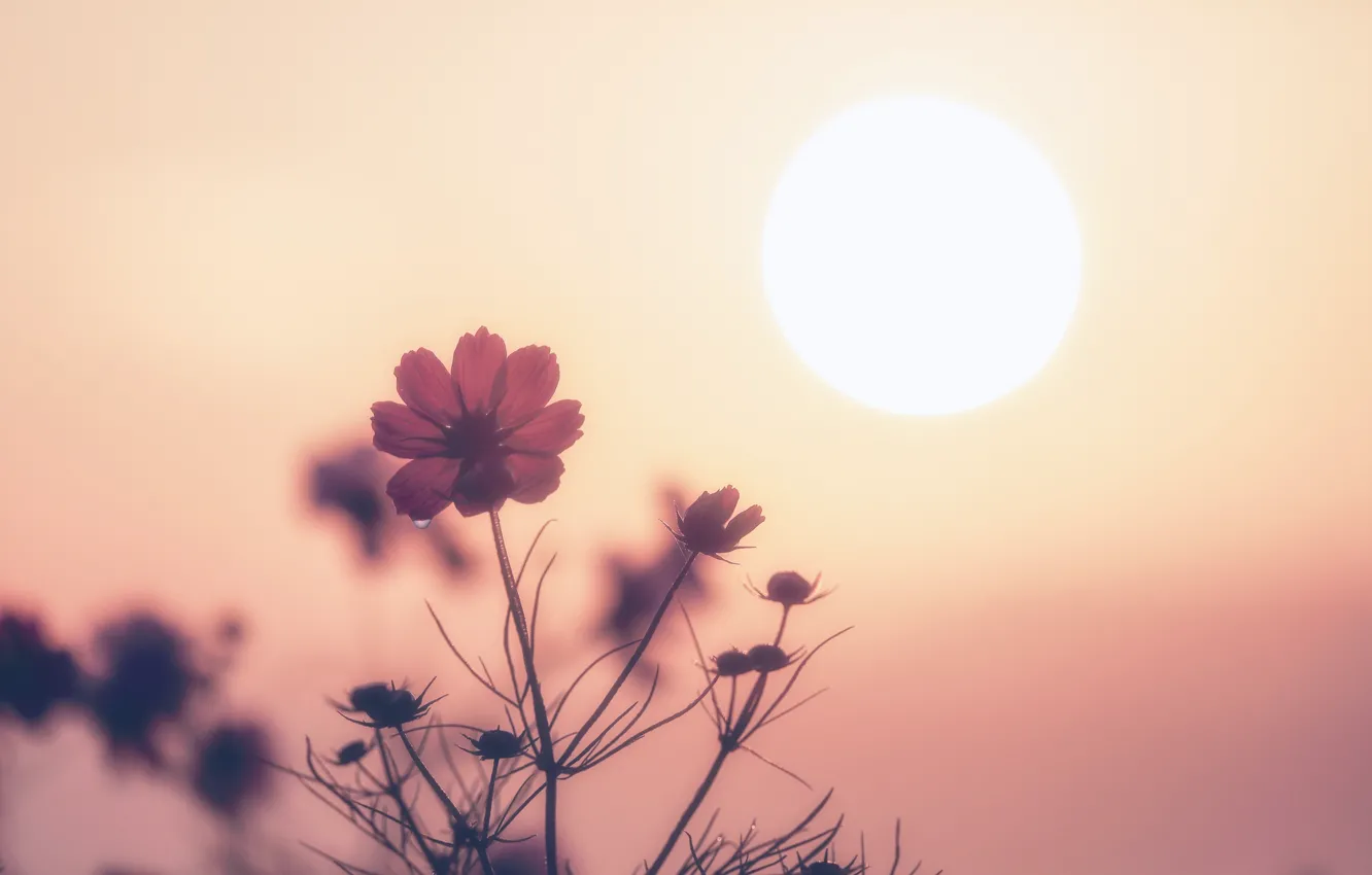 Photo wallpaper fireball, flowers, sun, sunrise, drops