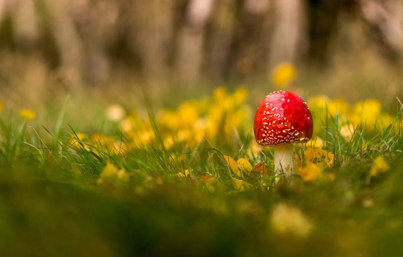 Photo wallpaper autumn, grass, leaves, yellow, glade, mushrooms, mushroom, bokeh