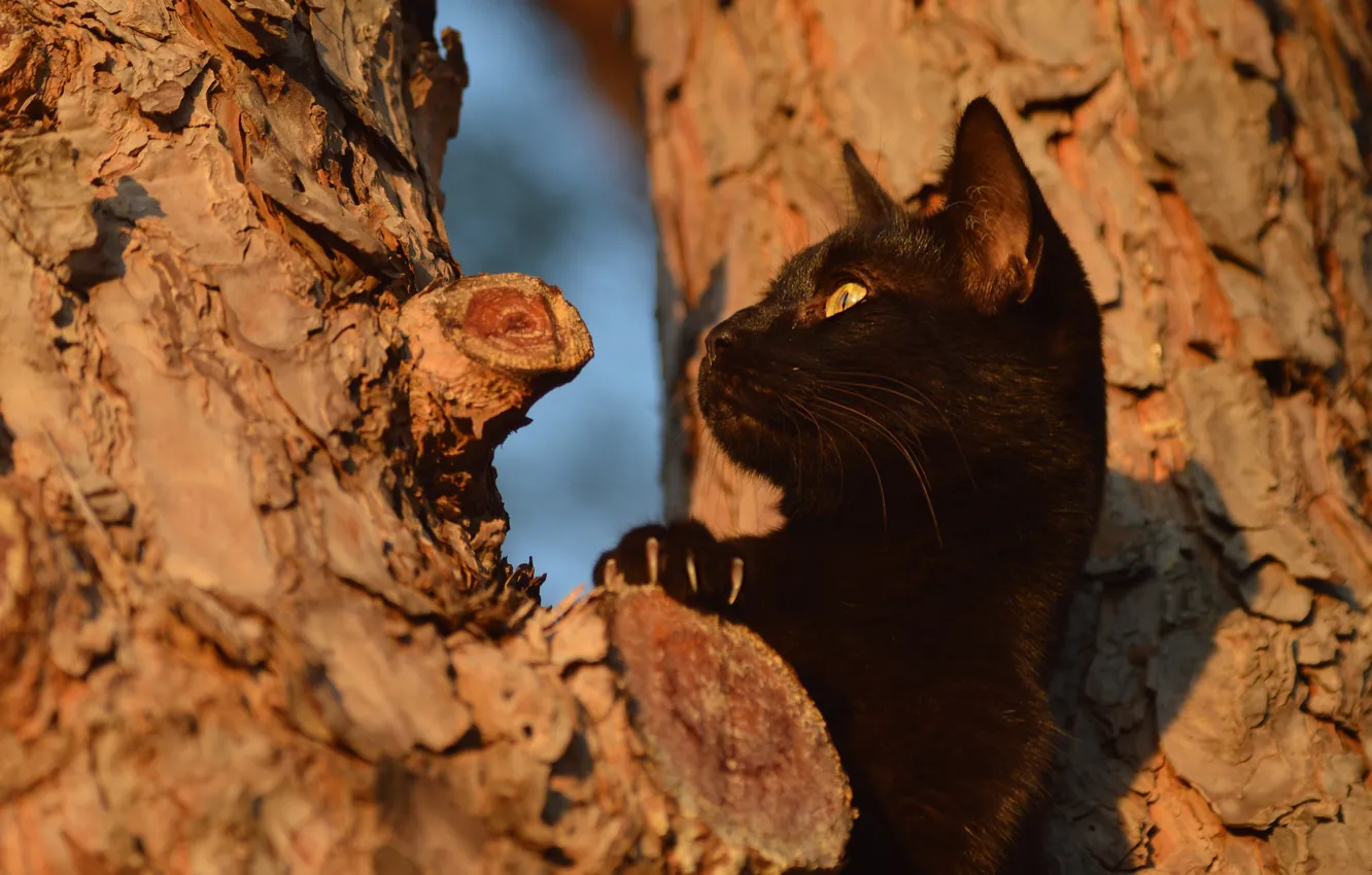 Photo wallpaper cat, cat, look, face, light, trees, black, paws