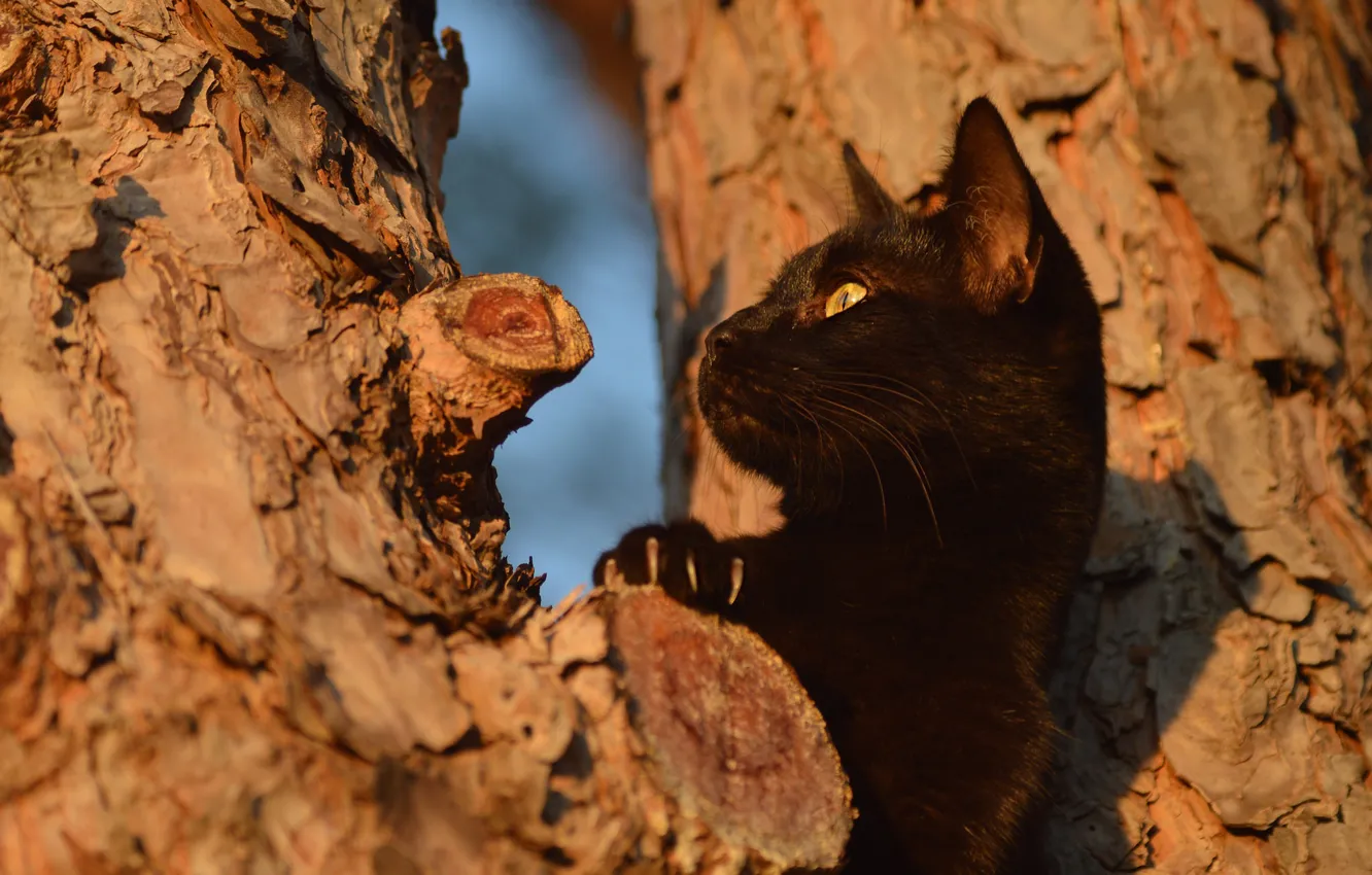 Photo wallpaper cat, cat, look, face, light, tree, black, paw