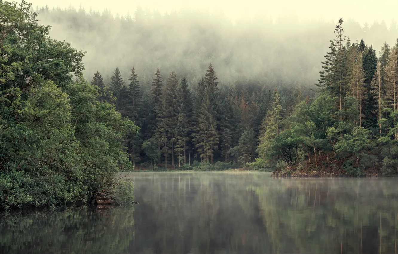 Photo wallpaper forest, fog, lake