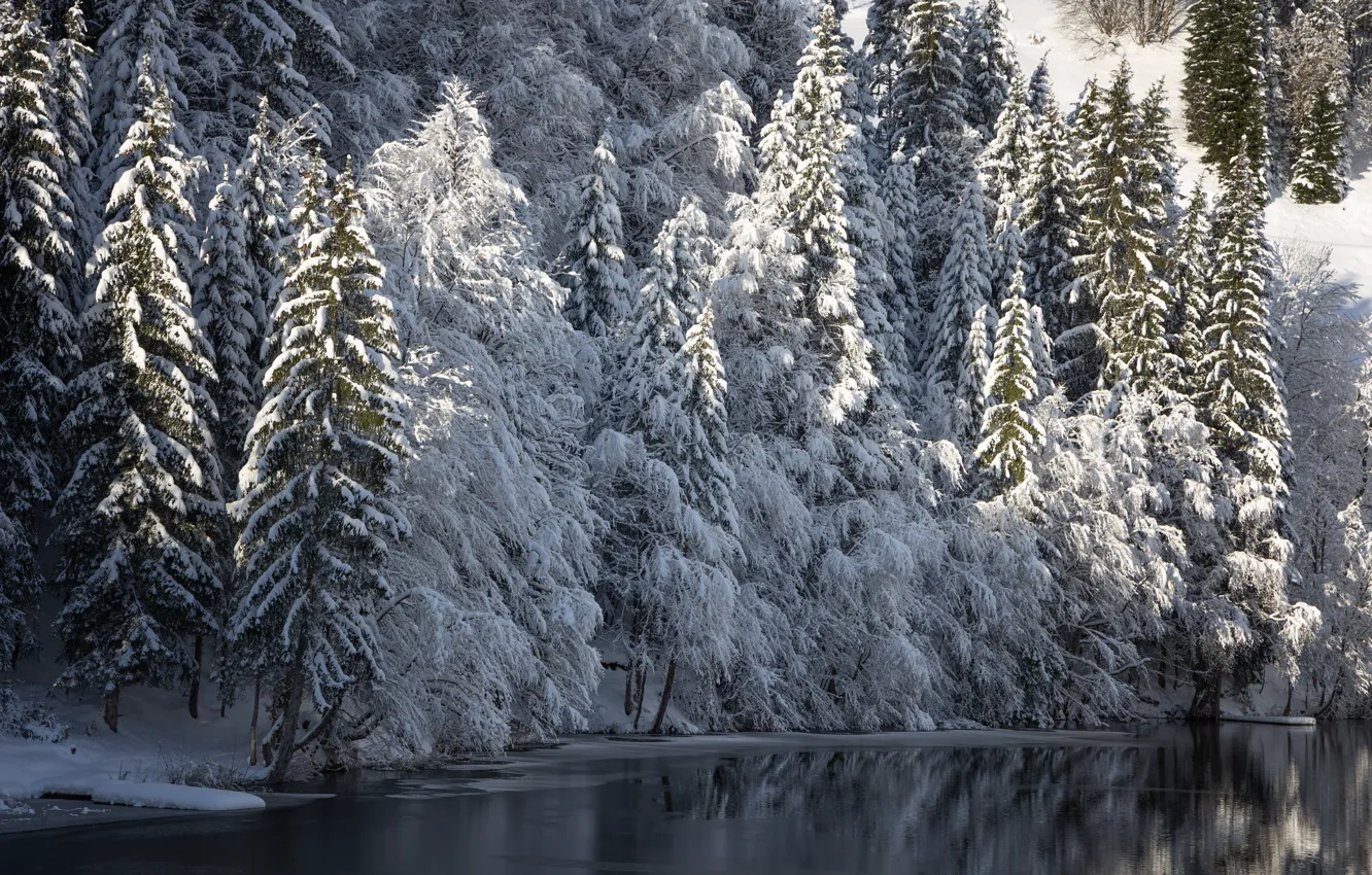 Photo wallpaper winter, frost, forest, light, snow, trees, nature, lake