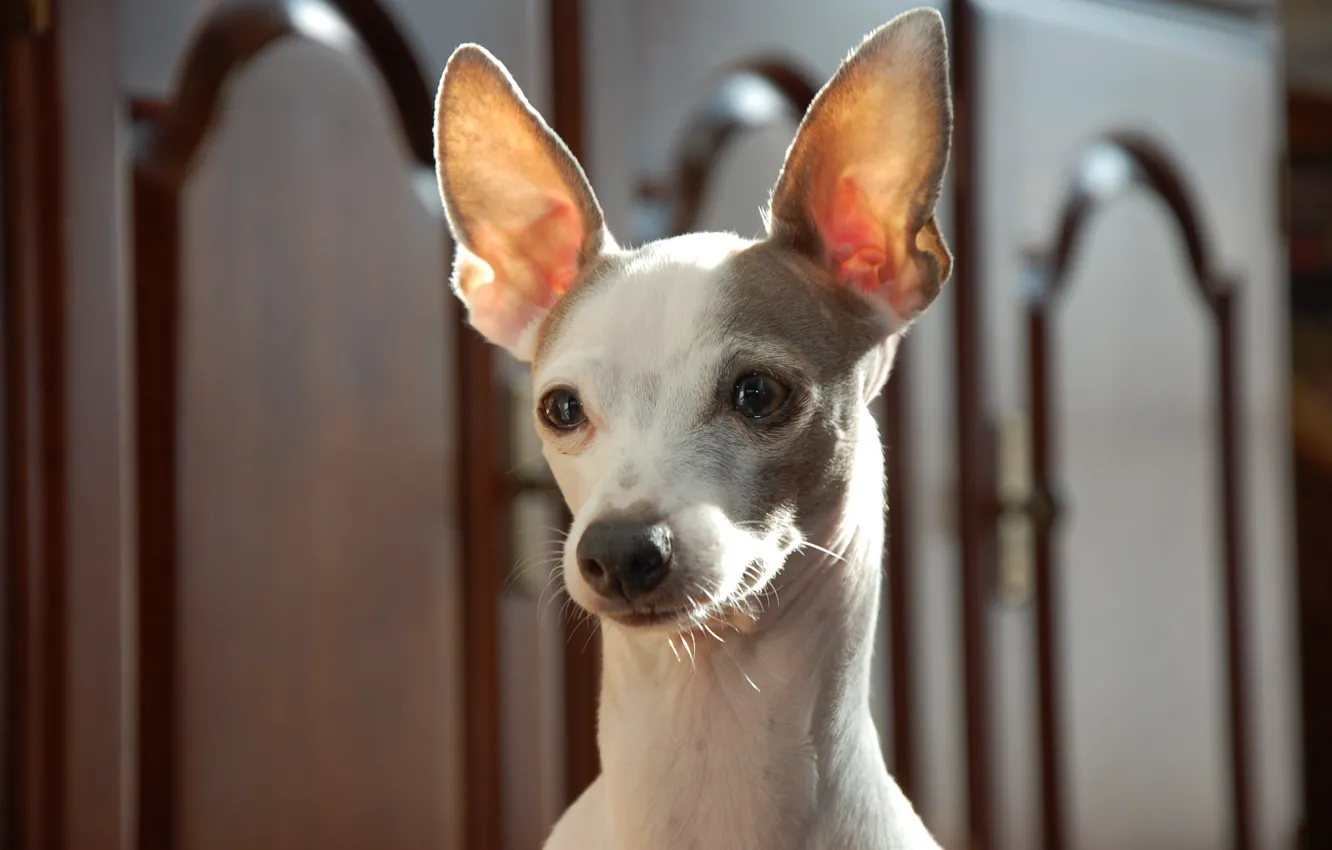 Photo wallpaper look, ears, face, dog, Italian Greyhound