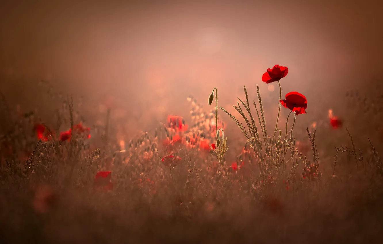 Photo wallpaper field, summer, light, flowers, red, nature, background, glade