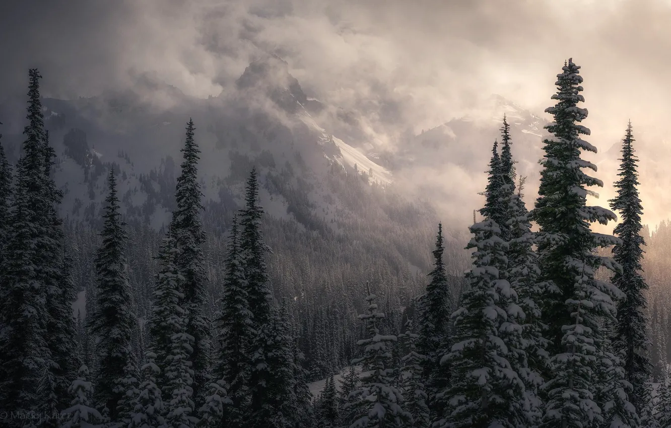 Photo wallpaper winter, forest, snow, trees, mountains, nature, fog, rocks