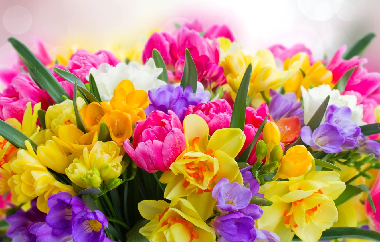 Photo wallpaper tulips, daffodils, freesia