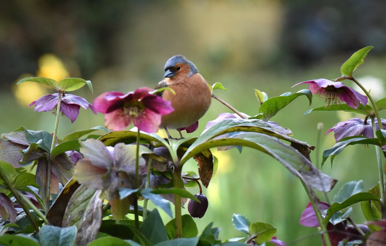 Photo wallpaper flowers, nature, bird, hellebore, Chaffinch