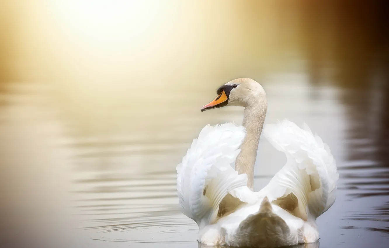 Photo wallpaper lake, bird, swans