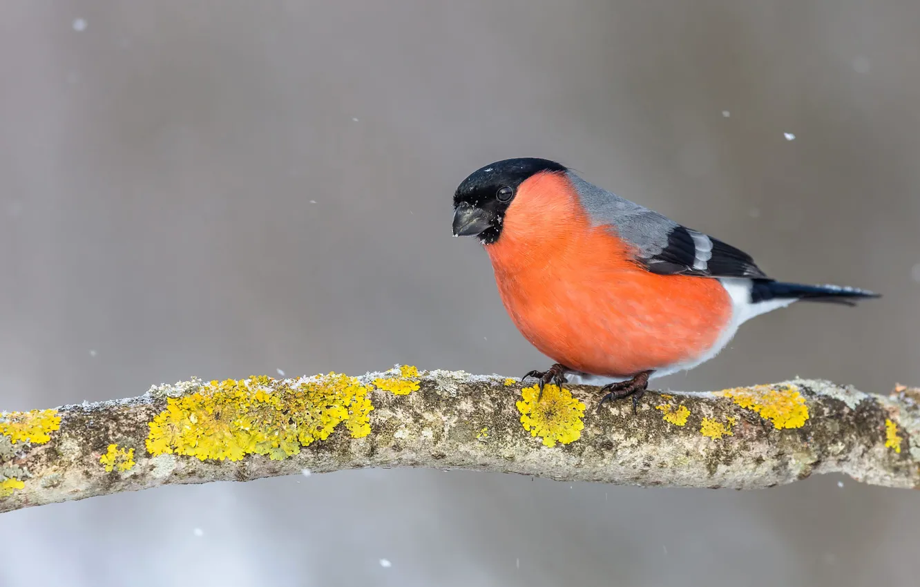 Photo wallpaper winter, snow, branches, background, bird, bullfinch, bokeh