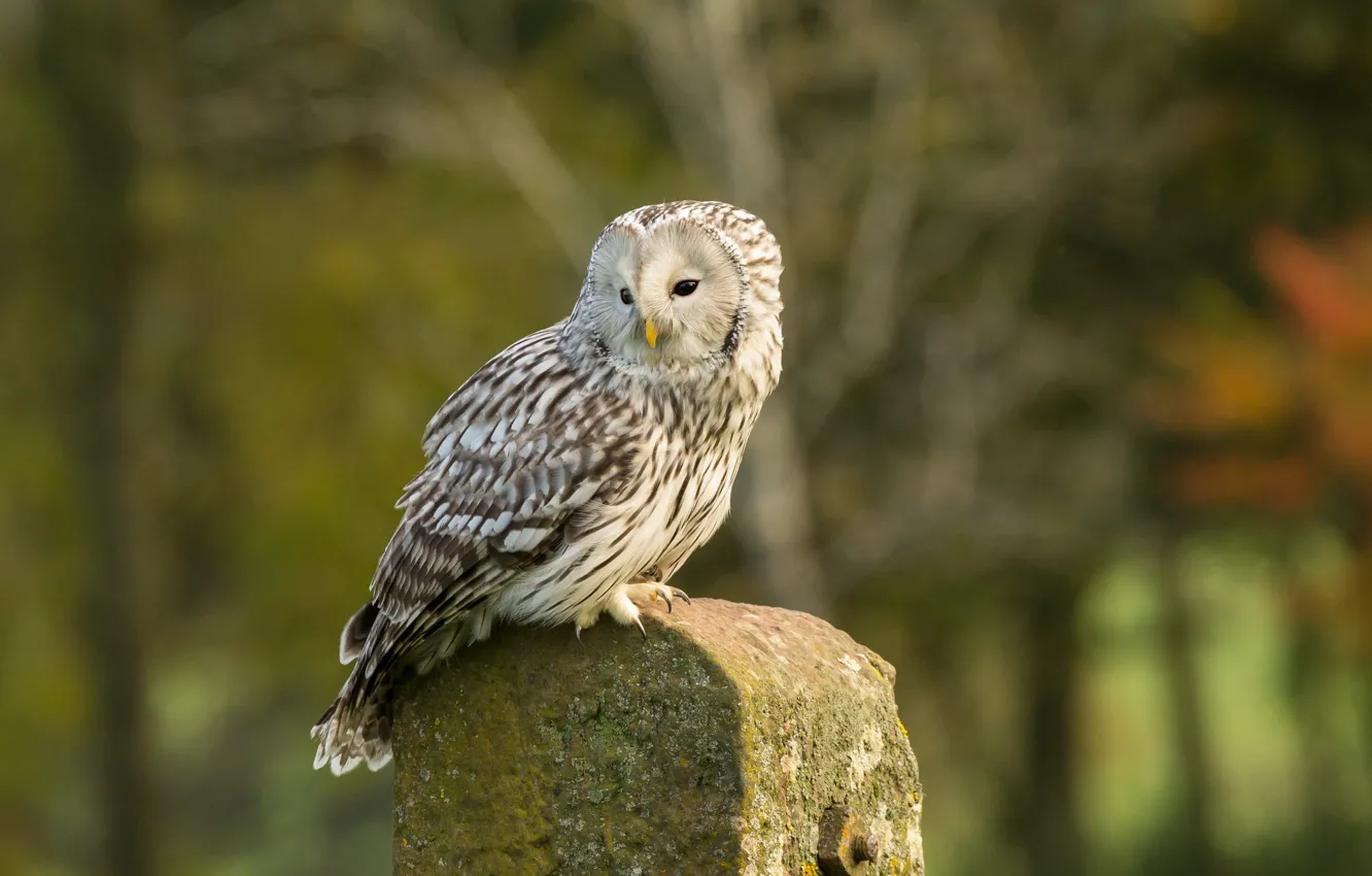 Photo wallpaper look, trees, pose, stones, background, owl, bird, bokeh