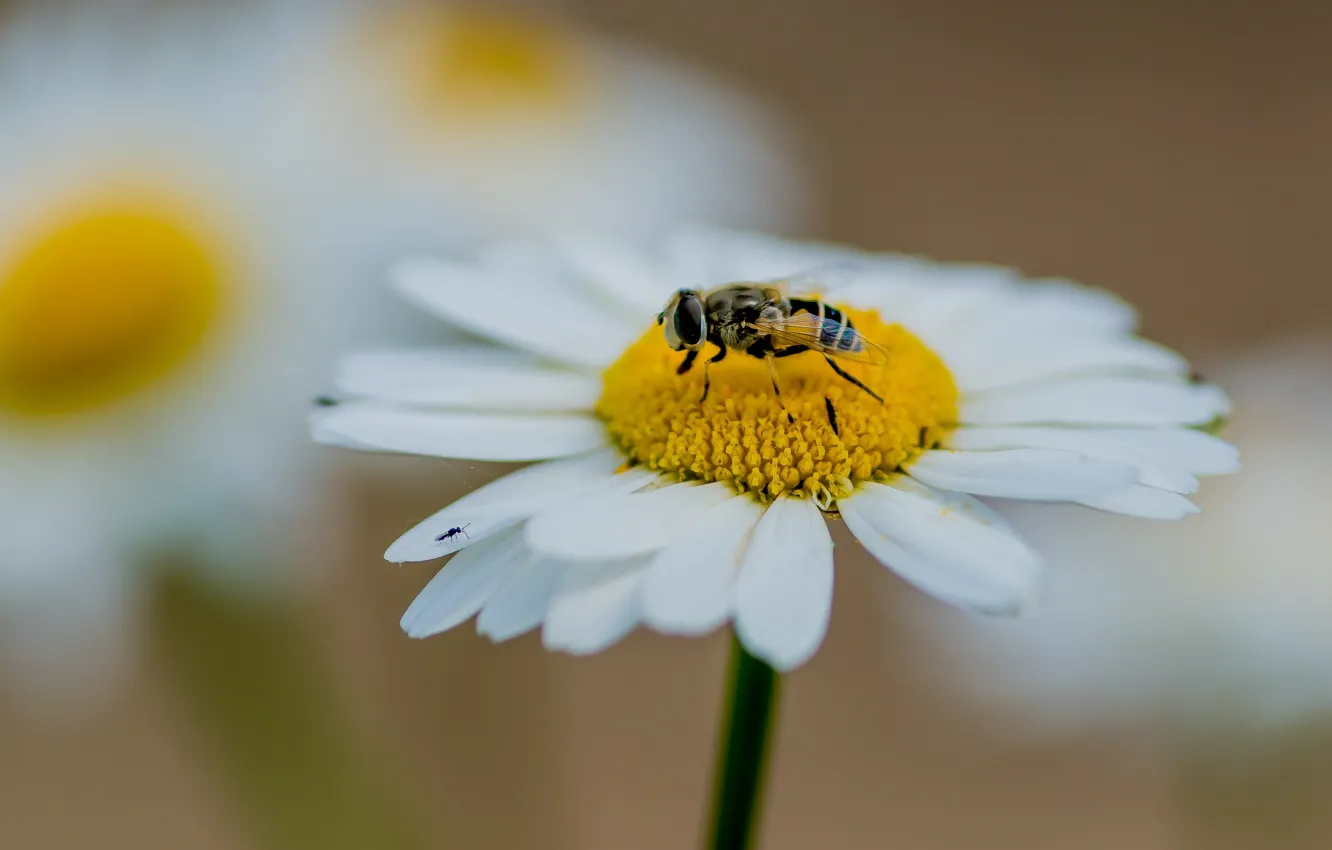 Photo wallpaper chamomile, bee, fly, nikond610, tokina