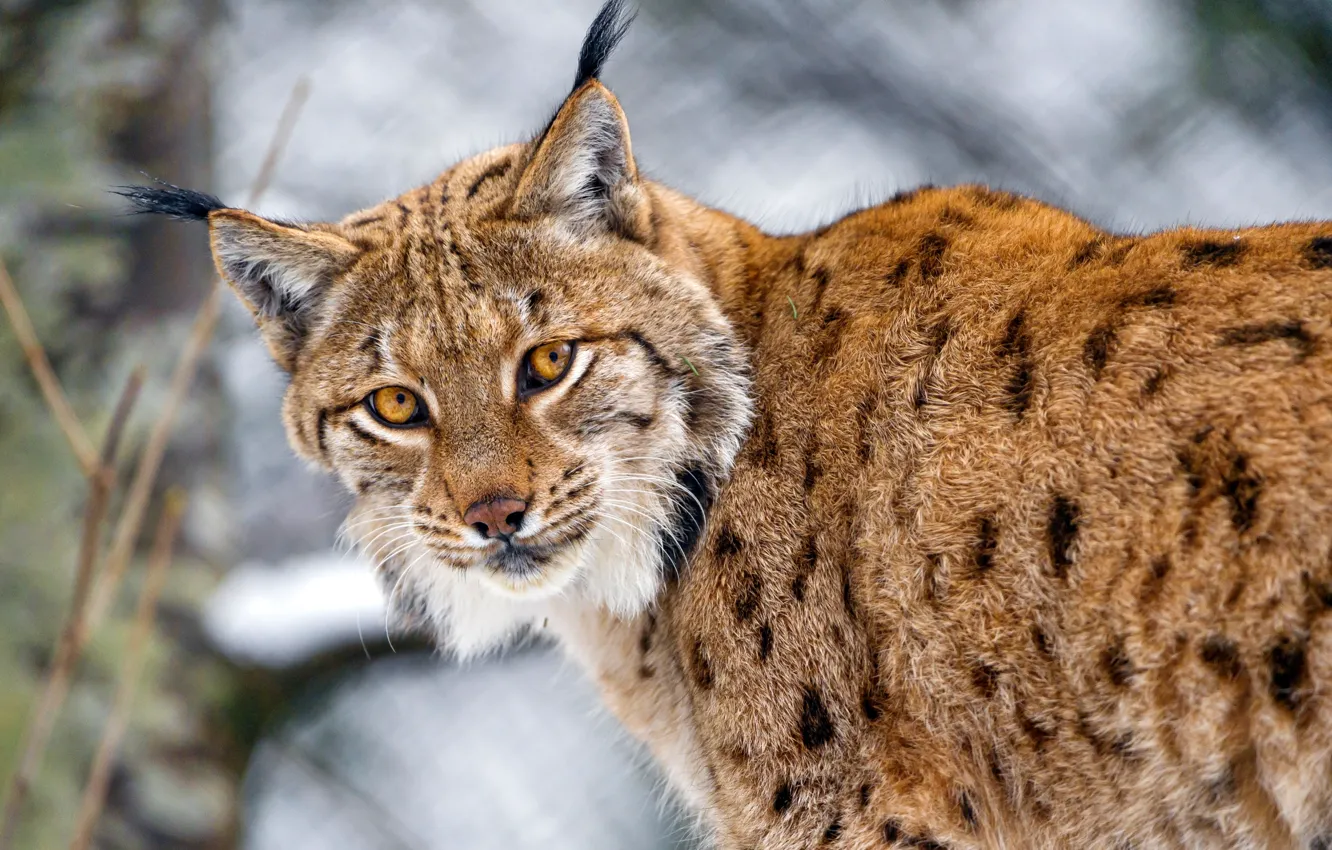 Photo wallpaper look, predator, lynx, brush