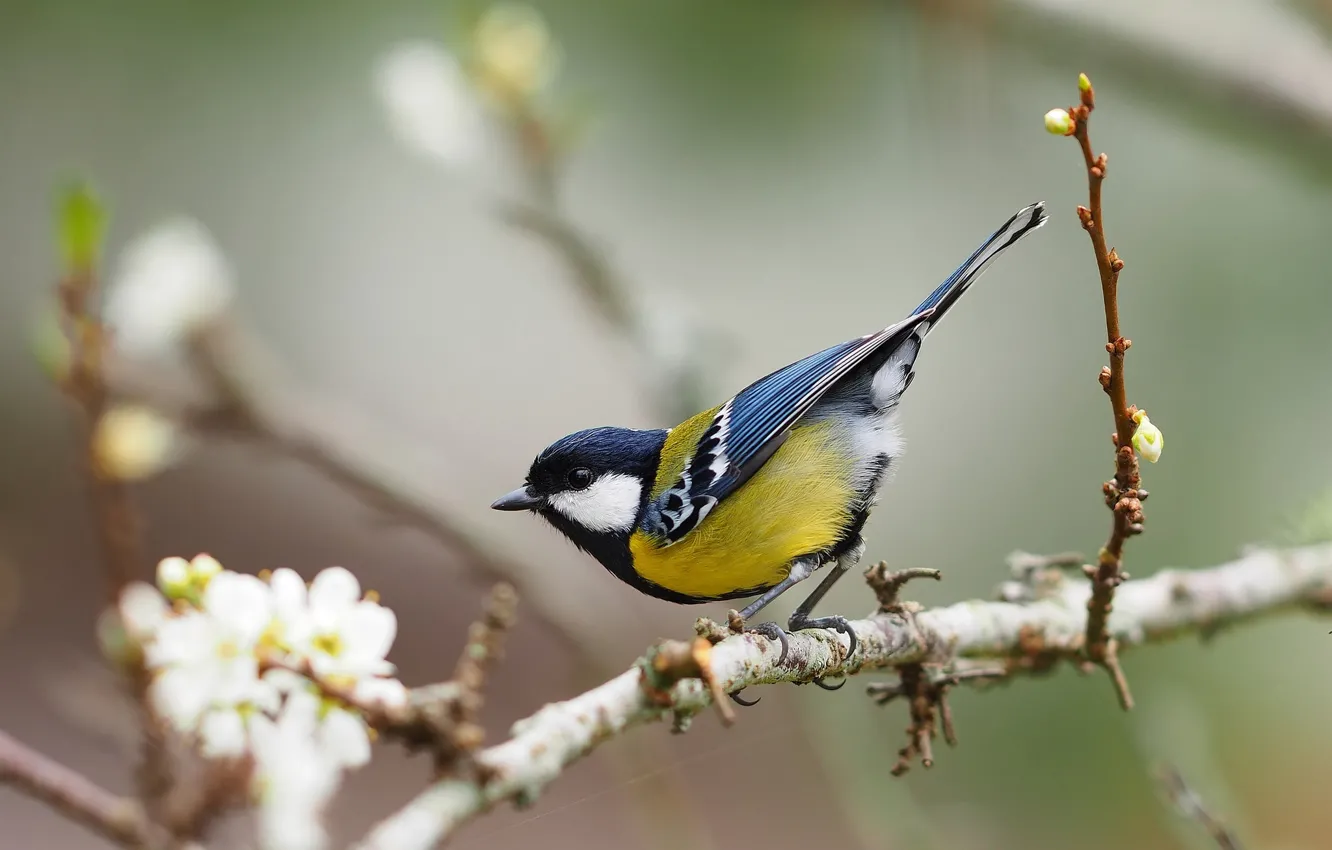 Photo wallpaper branches, bird, tit