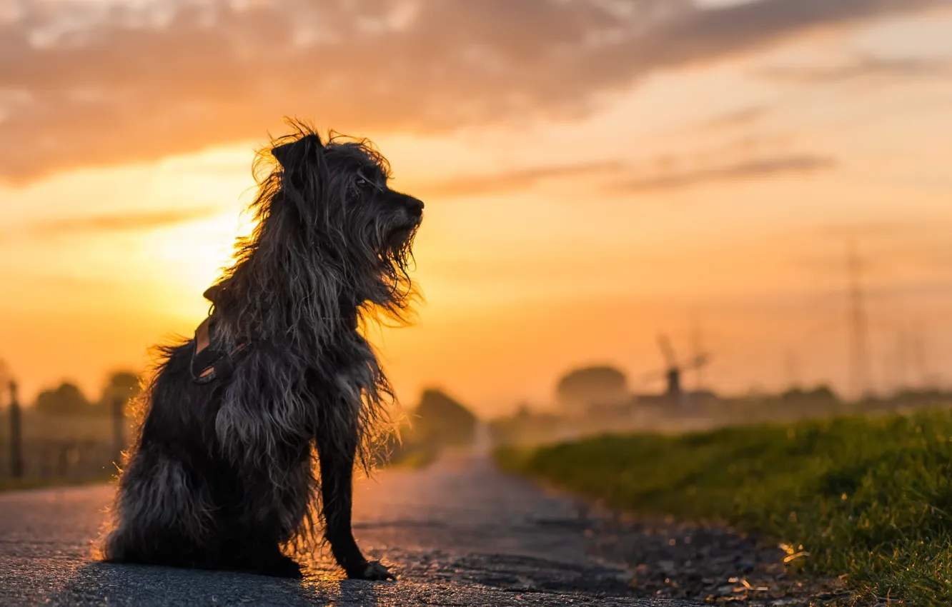 Photo wallpaper road, sunset, dog