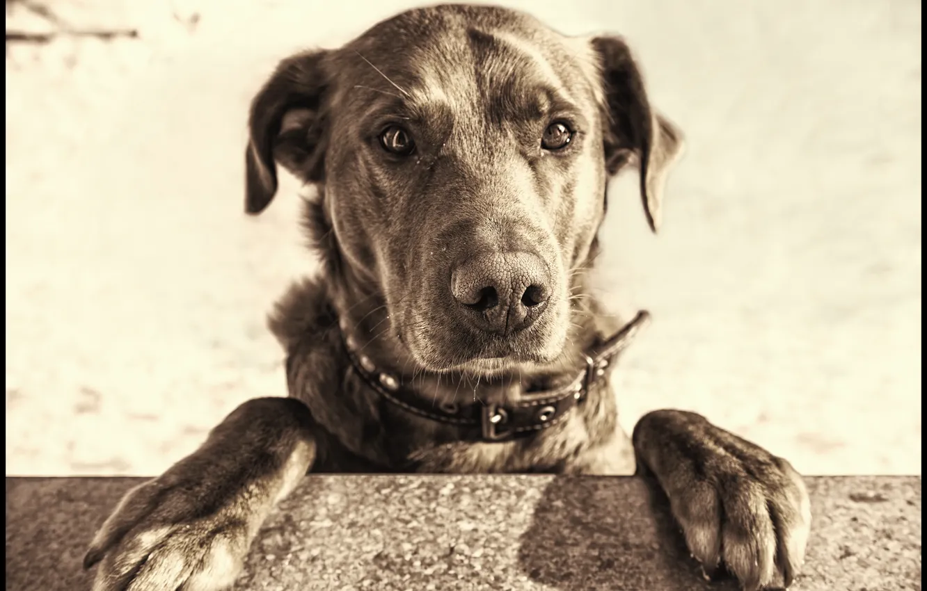Photo wallpaper animal, dog, REM, gevgeniy