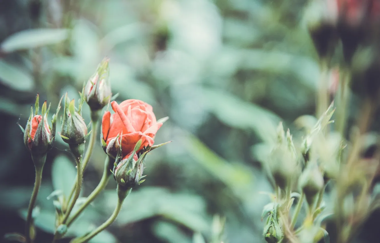 Photo wallpaper flowers, nature, roses, rose, vintage, nature, vintage, flowers