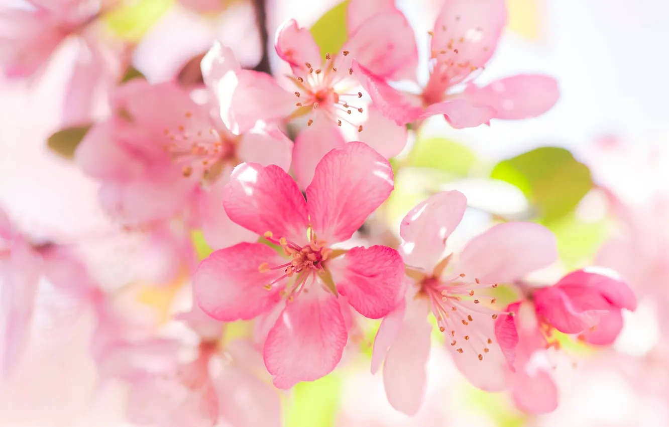 Photo wallpaper macro, flowers, Apple, flowering