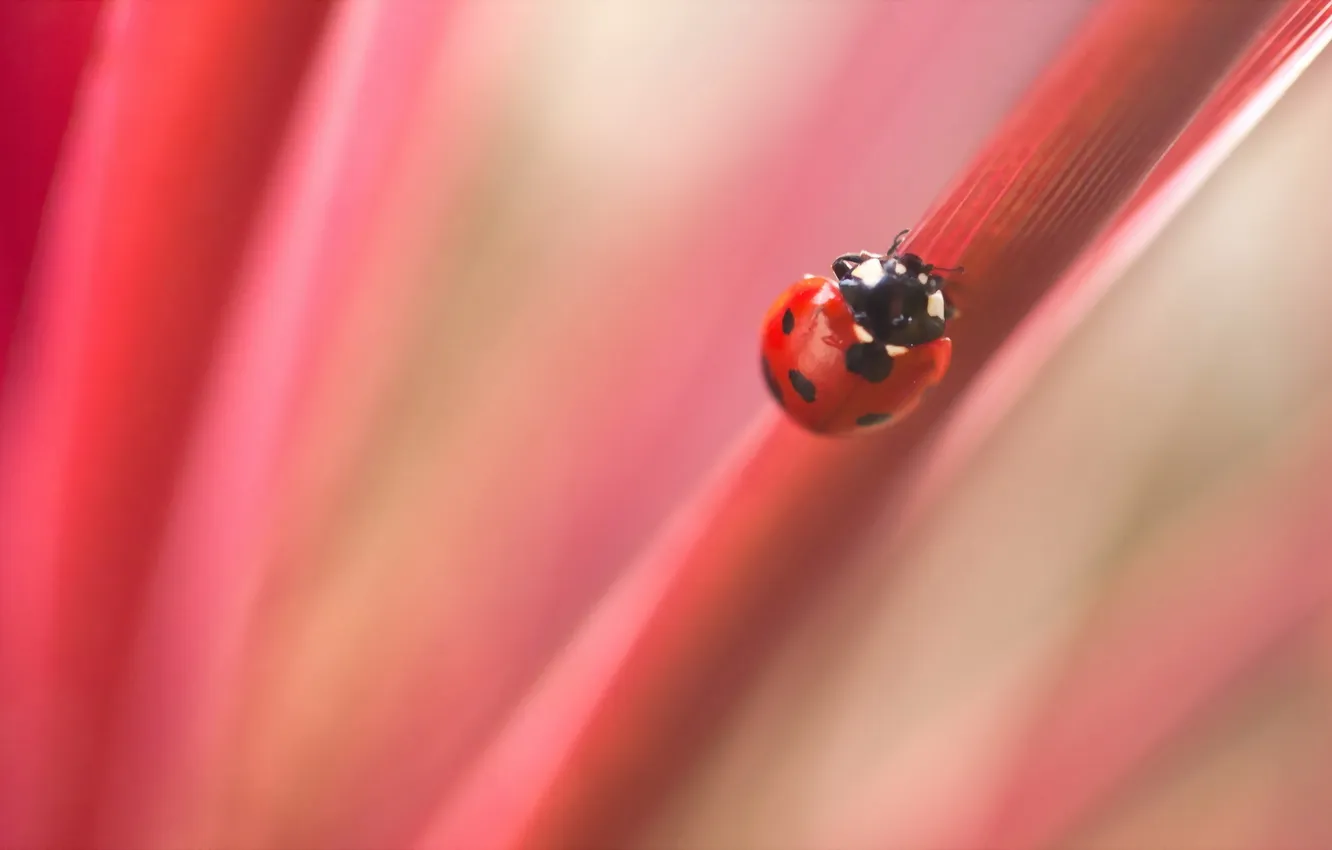 Photo wallpaper nature, background, ladybug