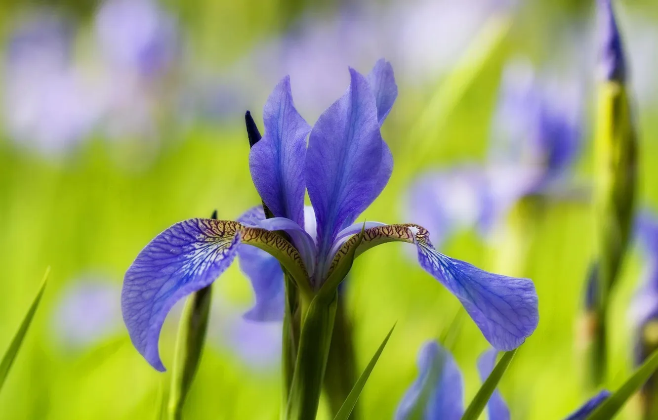 Photo wallpaper flower, blue, background, blur, iris