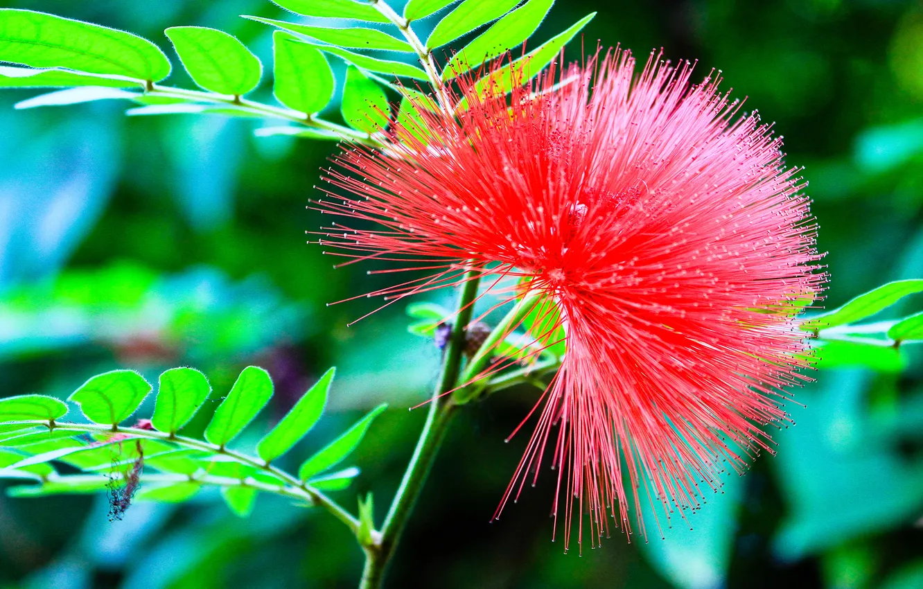 Photo wallpaper leaves, flowers, plant, stem, exotic