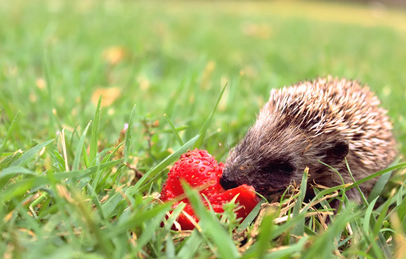 Photo wallpaper grass, strawberry, muzzle, hedgehog, Smak