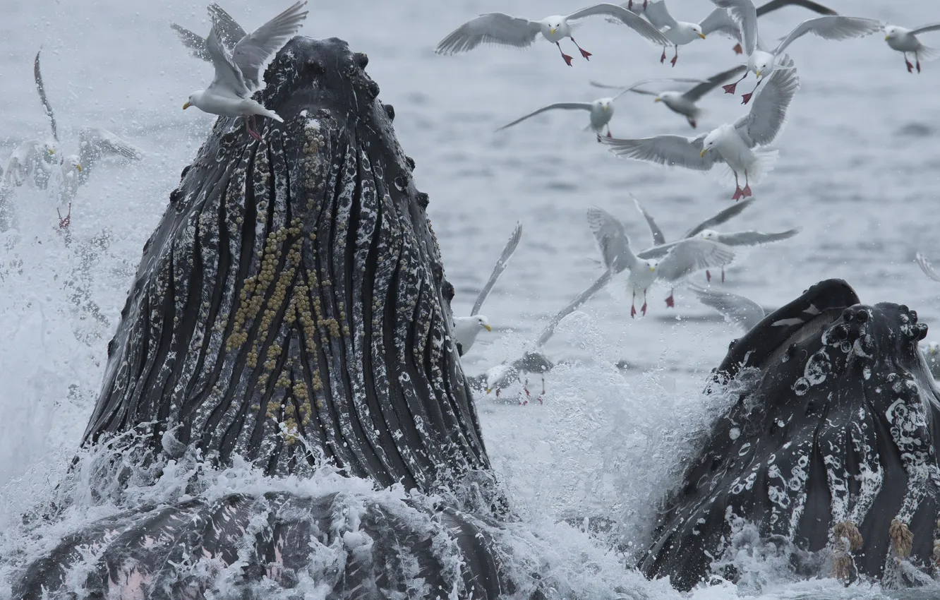 Photo wallpaper the ocean, bird, seagulls, Alaska, kit, The Pacific ocean, humpback whale
