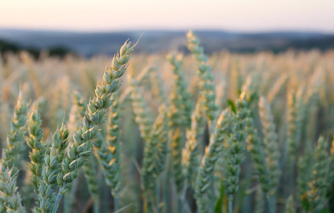 Photo wallpaper greens, the sky, ears