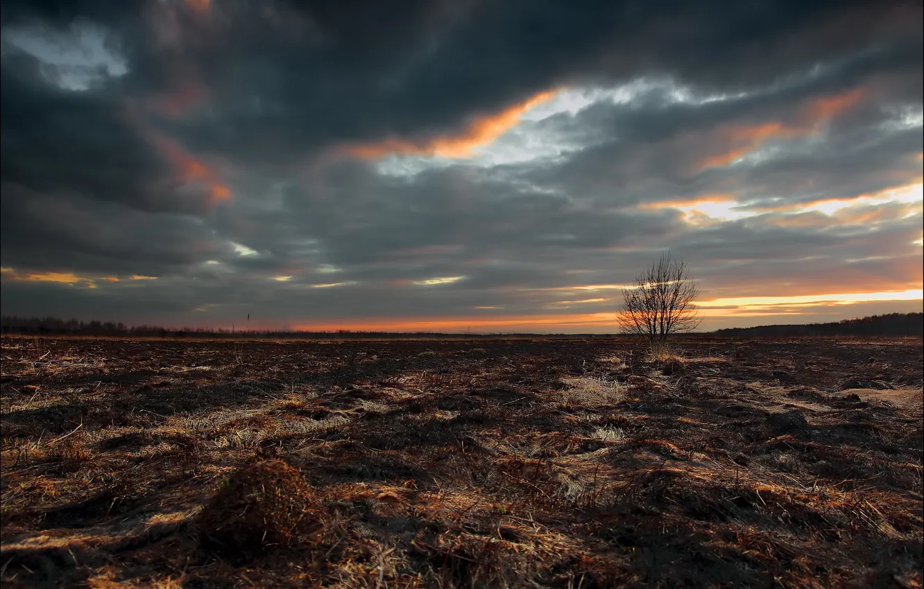Photo wallpaper field, the sky, trees, landscape, fire