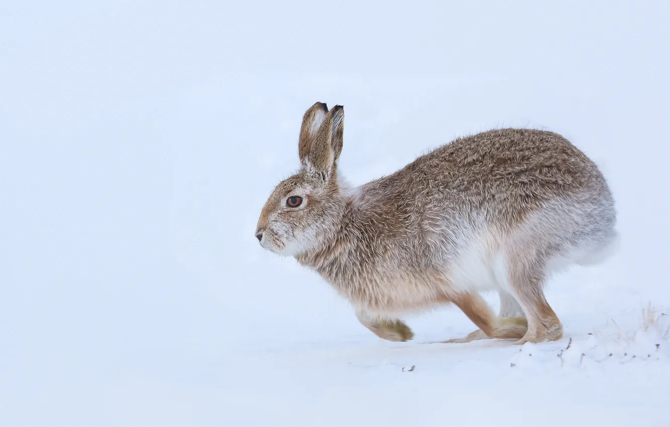 Photo wallpaper winter, snow, hare