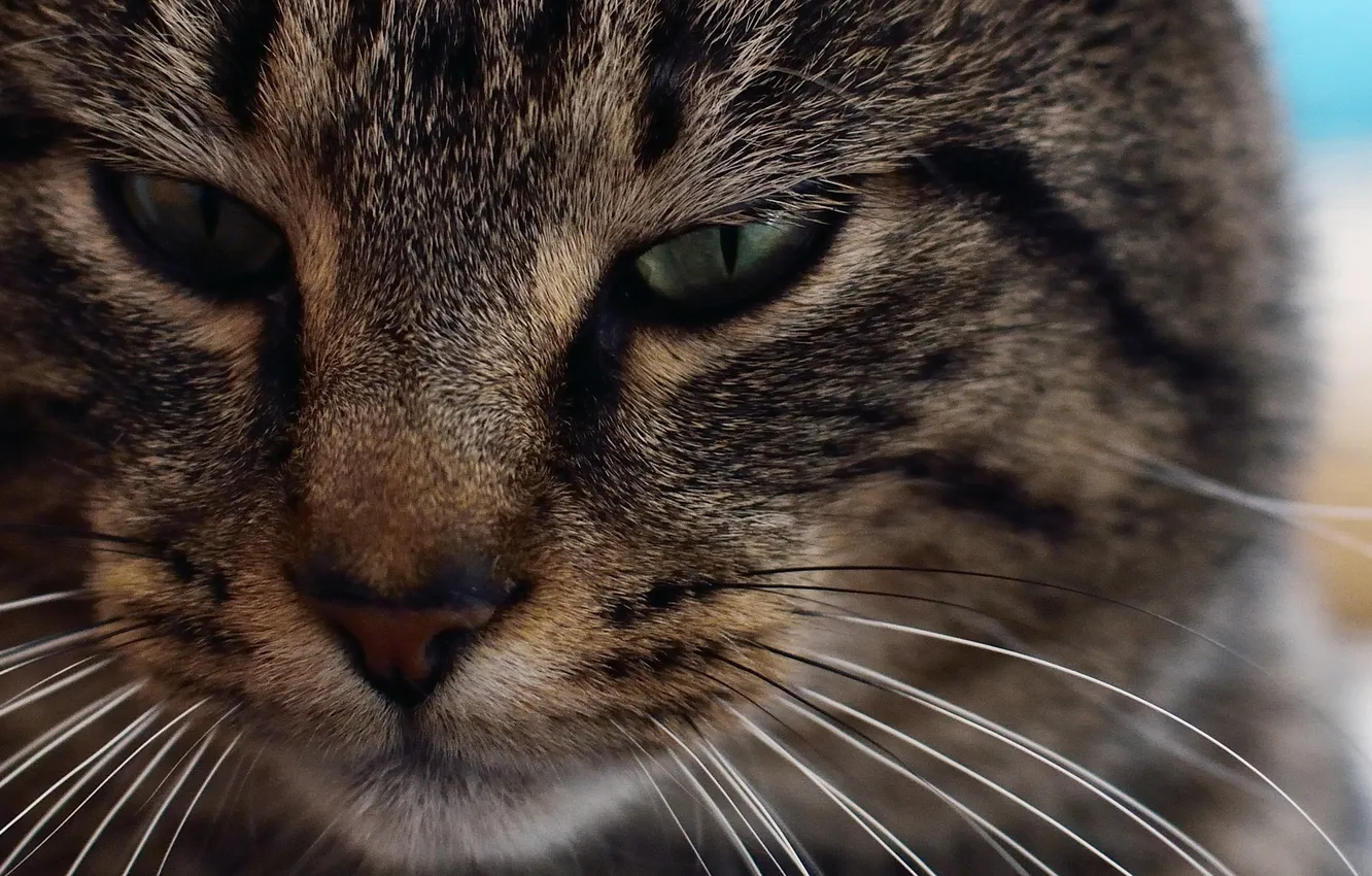 Photo wallpaper mustache, look, macro, wool, Koshak