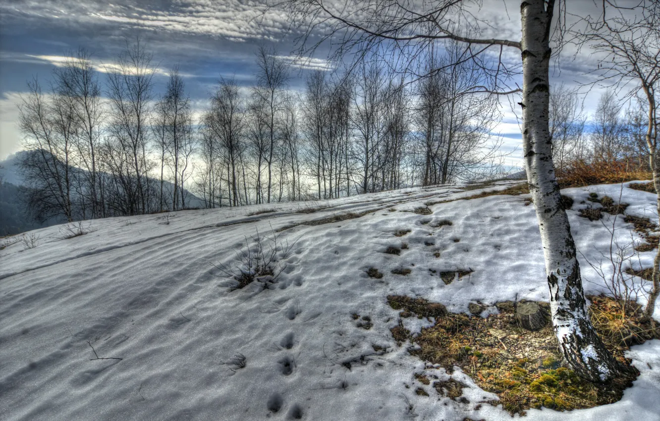 Photo wallpaper winter, snow, birch