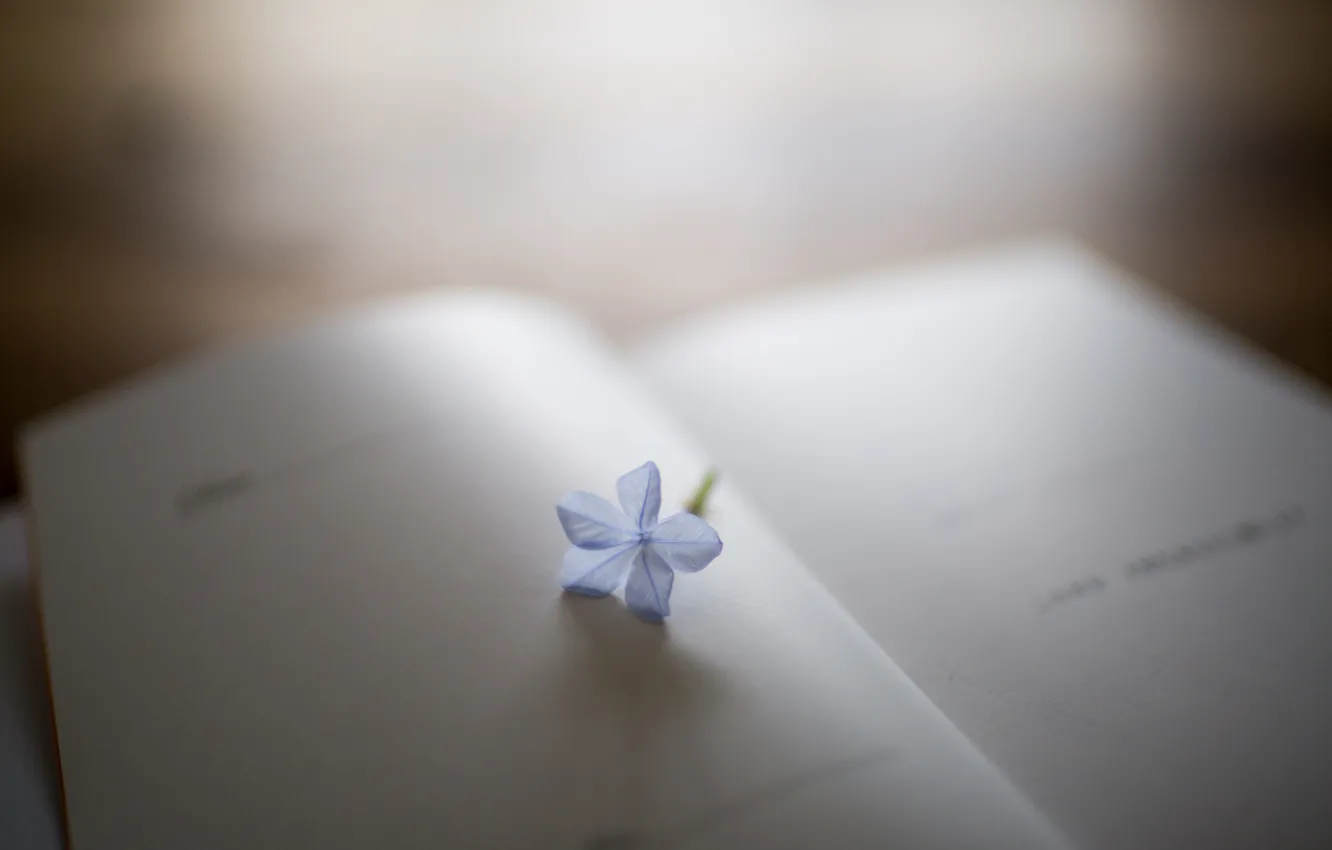 Photo wallpaper flower, petals, book