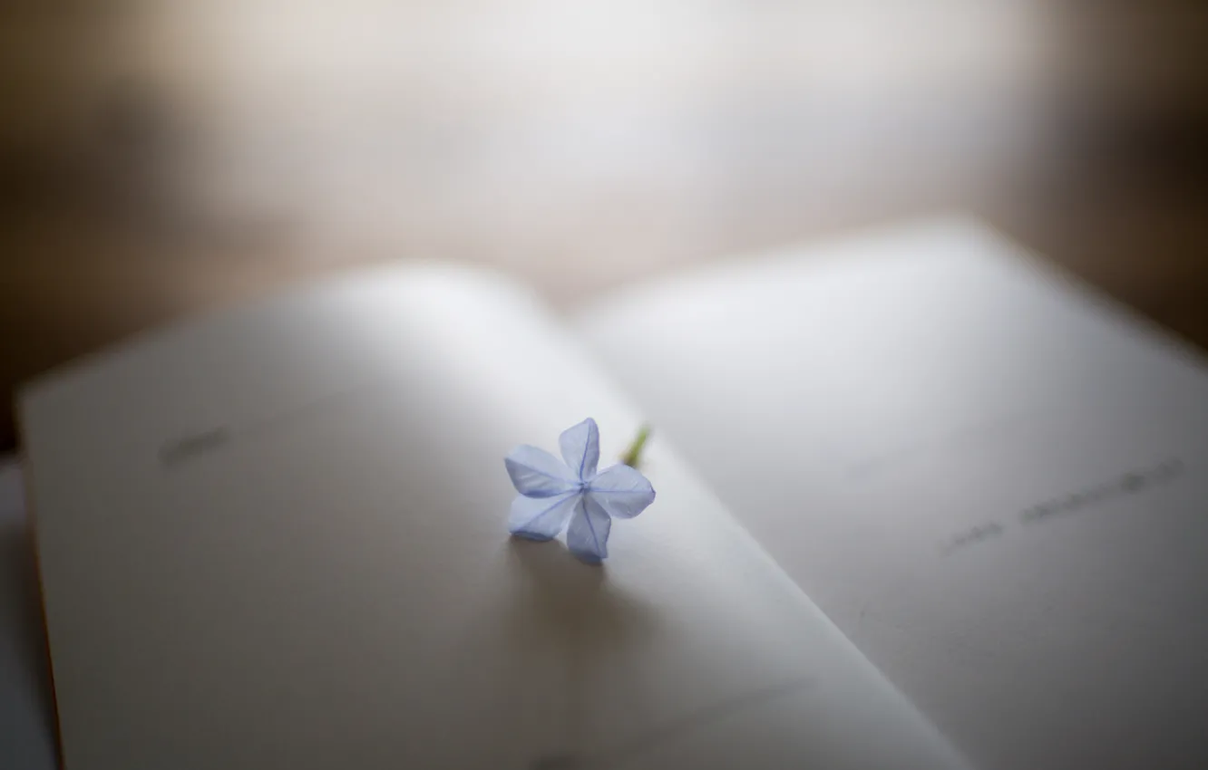 Photo wallpaper flowers, petals, book