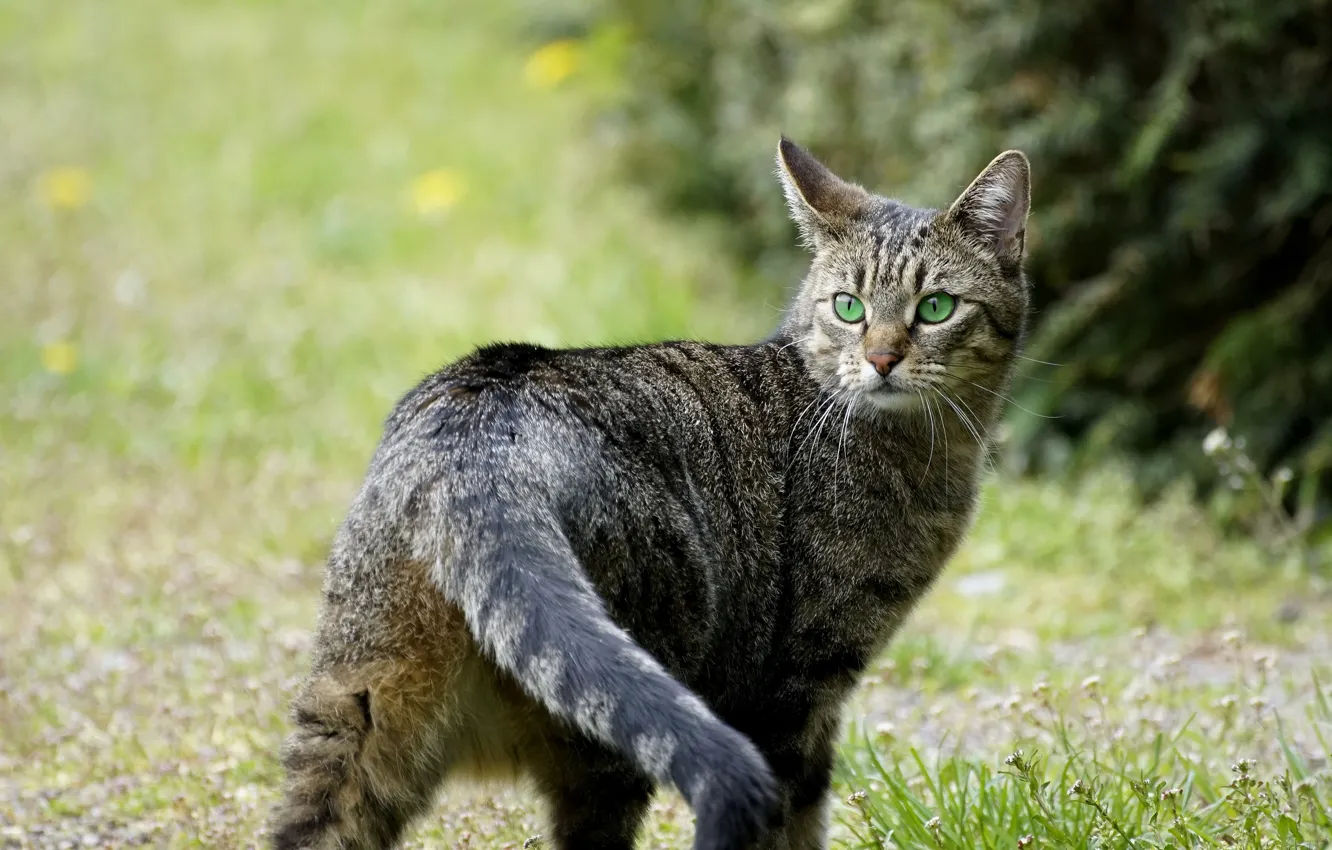 Photo wallpaper cat, cat, look, nature, grey, glade, tail, walk