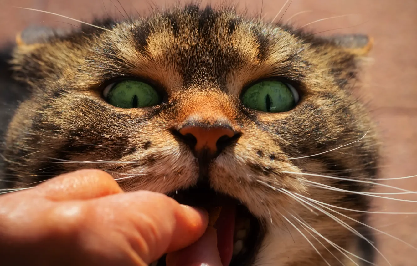 Photo wallpaper eyes, cat, look, face, close-up, hands, mouth, mistress