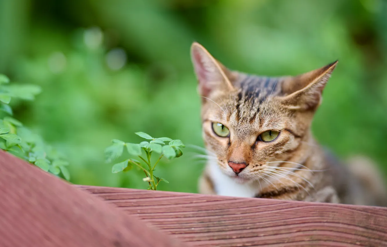 Photo wallpaper cat, cat, look, face, leaves, nature, pose, the fence