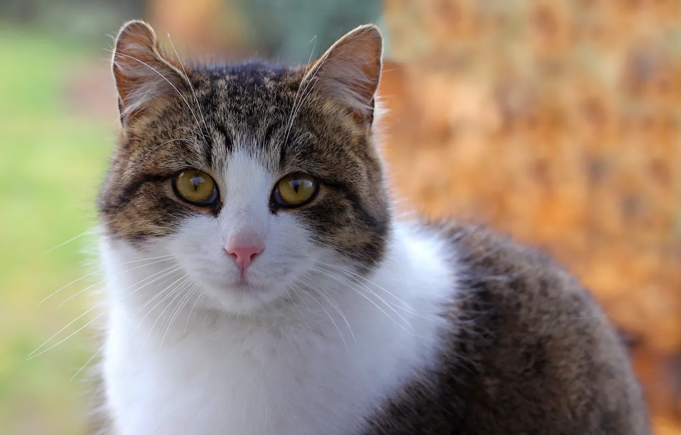 Photo wallpaper cat, look, spotted