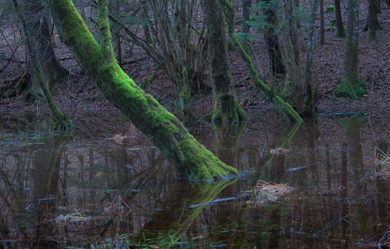 Photo wallpaper forest, water, trees, moss